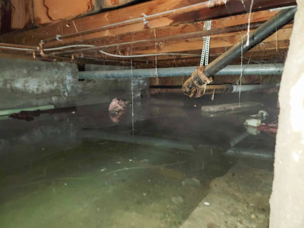 Best Water damage contractors near me  in Olga, FL